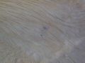 A mosquito starts to calcify.jpg